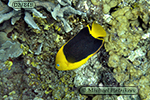 Rock Beauty (Holacanthus tricolor)